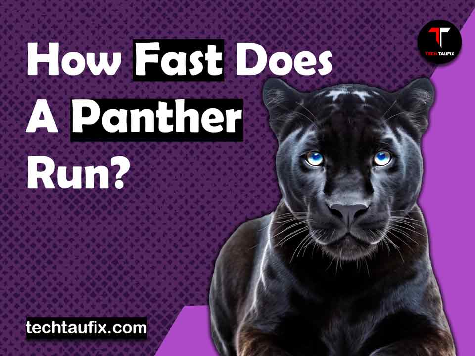 how-fast-does-a-panther-run